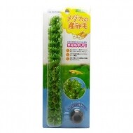 수이사쿠 메다카 송사리 인공 산란초
